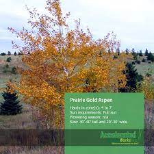 Prairie Gold Aspen Trees To Plant Aspen Prairie
