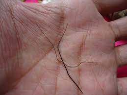 Sediakan foto target yang ingin anda pikat hatinya dengan media bulu . Bulu Perindu Benda Ajaib Yang Masih Dipercaya Bisa Bikin Seseorang Digilai Banyak Wanita Boombastis