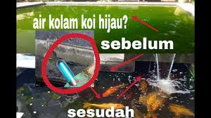 Desain dasar kolam ikan koi. Simpel Alat Untuk Mengatasi Air Kolam Koi Berwarna Hijau Youtube