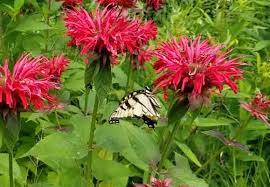 Image result for Monarda didyma