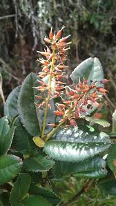 Image result for Cunoniaceae