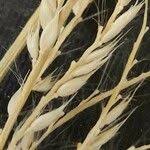 Image result for Eriochloa meyeriana