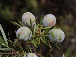 Image result for Afrocarpus usambarensis