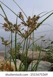 Image result for Cyperus longus