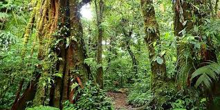Santa elena cloud forest reserve. Santa Elena Cloud Forest Reserve Tour Monteverde Costa Rica