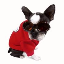 Doggles Ils Doggles Online