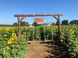 Pick your own flowers at parlee farms to create a perfect arrangement that we will wrap for you to take home or to give as a gift. Frolic Through These Spectacular Sunflower Fields In The Garden State Jersey S Best