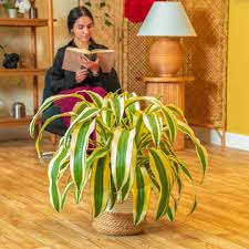 Image result for dracaena