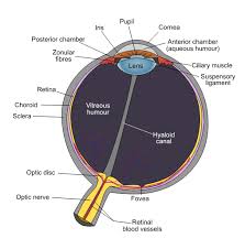 Lens Anatomy