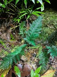 Image result for Abrodictyum