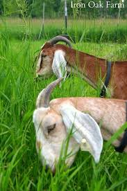 Dealing With Goat Scours Goats Baby Goats Pygmy Goat