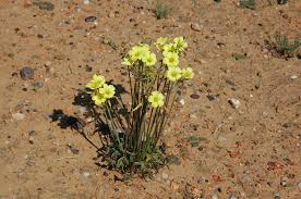 Image result for Oxalis pes-caprae
