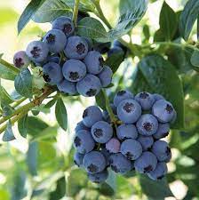 Pin On Fruits