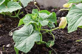 We did not find results for: Growing Cucumbers In The California Home Garden