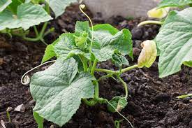 How much water do cucumbers need? Growing Cucumbers In The California Home Garden