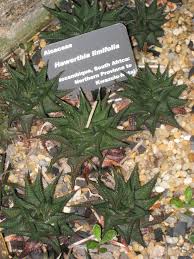 Image result for Haworthia limifolia