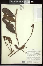 Image result for Acridocarpus chloropterus