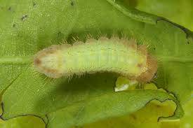 Image result for Satyrium sceptrum