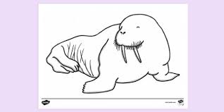 Walruses live mainly in the arctic ocean region. Free Walrus Colouring Page Colouring Sheets