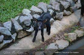 Click on image to view larger image. Dapat Hadiah Istimewa Kalau Korang Tolong Namakan Anak Serow Jantan Zoo Melaka Libur
