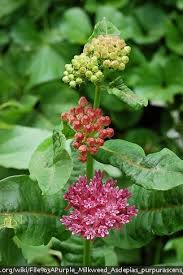 Image result for Nesaea purpurascens