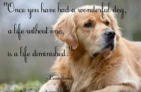 One groomer even gauged my dog. Pin By Anne James On Dogs And Puppies Silly Dogs Dogs Dog Love