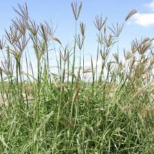 Image result for Chloris