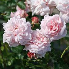 rosa wichuraiana awakening klematis perenner klatterros