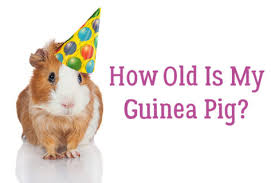 How Old Is My Guinea Pig Small Pet Select Blogs Small