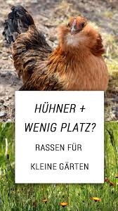 Er bemühte sich sehr dar___, sich ___ den unterricht einzustellen. Pin Auf Huhner Rassen Gefiederfarben Bunte Huhner