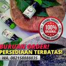 Hasil gambar untuk minyak daun bungkus 3 jari papua