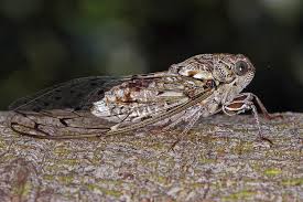 Zikaden und ihre larven nehmen hierzulande einen wichtigen platz im nahrungsnetz ein; Cicada Orni Manna Zikade Eschenzikade Manna Singzikade Singzikaden Cicadidae Rundkopfzikaden Cicadomorpha