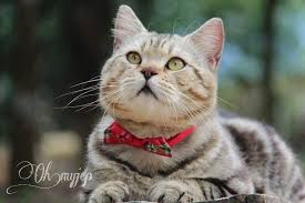 Velasco, starring janella salvador, marlo mortel and manolo pedrosa. Oh My Jep Oh Jep Twitter