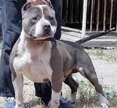 As far as the gotti bloodline it has so much scatterbreeding that it is a toss up on how the dog will turn out. Notorious Juan Gotti Bully Breeds Dogs American Pitbull Terrier Bully Breeds