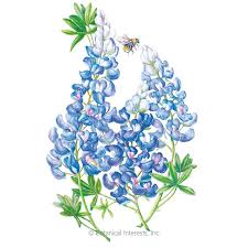 Bluebonnet Seeds Blue Bonnets Flower Bed Borders Flower Art