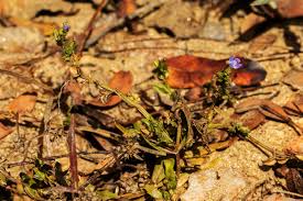 Image result for Crepidorhopalon spicatus