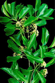 Peroba Poca (Aspidosperma cylindrocarpon) - Click Mudas