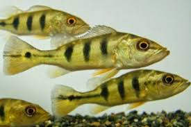 Cichla jantan maupun betina mempunyai corak. Mengenal Jenis Ikan Predator Peacock Bass 2019