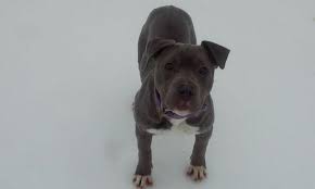 Here is a link to all the available puppies. American Bully For Sale Michigan