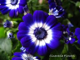 Image result for Cineraria