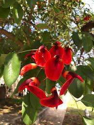 Image result for Erythrina zeyheri