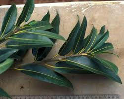 Image result for Ficus sansibarica