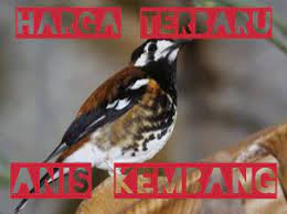 Cara membedakan anis kembang jantan dan betina dewasa. Pasaran Harga Burung Anis Kembang Terbaru 2021