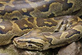 We are committed to providing the best service possible for our customers. Killer Python Highlights Dangers Of Exotic Pets Live Science