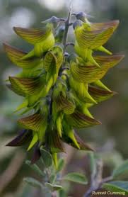 Image result for Combretum microphyllum