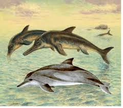 Image result for ichthyosaurs