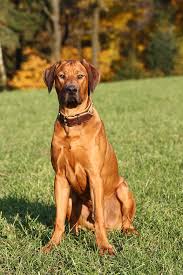 They are well proportioned in size, made for both speed and strength. Rhodesian Ridgeback All About This Breed Dogsplanet Com