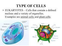 Plant cells also contain chloroplasts, green organelles that do photosynthesis. Chapter 4 Section 3 6th Grade Text Ppt Download