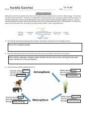The formula in plants is: Cellular Respiration With Graphs Pdf Auriella Sanchez Name Date Cellular Respiration Both Plants And Animals Need To Break Down Food Molecules At Course Hero