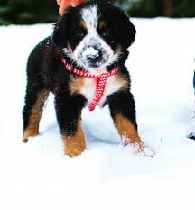 This is a gorgeous large dog with characteristic tricolor markings, dignified posture, powerful musculature and luscious coat. 57 Berner Sennenhund Mischlingsrassen Hunde Zentrale